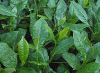 番茄潛葉蛾最佳防治方法？