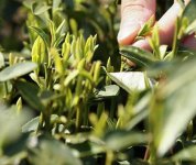 茶的原產(chǎn)地是哪個國家？