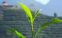 客田鎮(zhèn)：茶樹吐新芽，茶農(nóng)喜增收