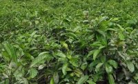 2024年4月茶樹(shù)最新詳情：茶樹(shù)過(guò)度種植、供過(guò)于求